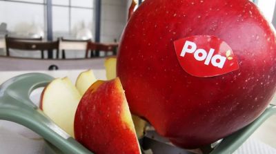 Pola first concept variety in Poland