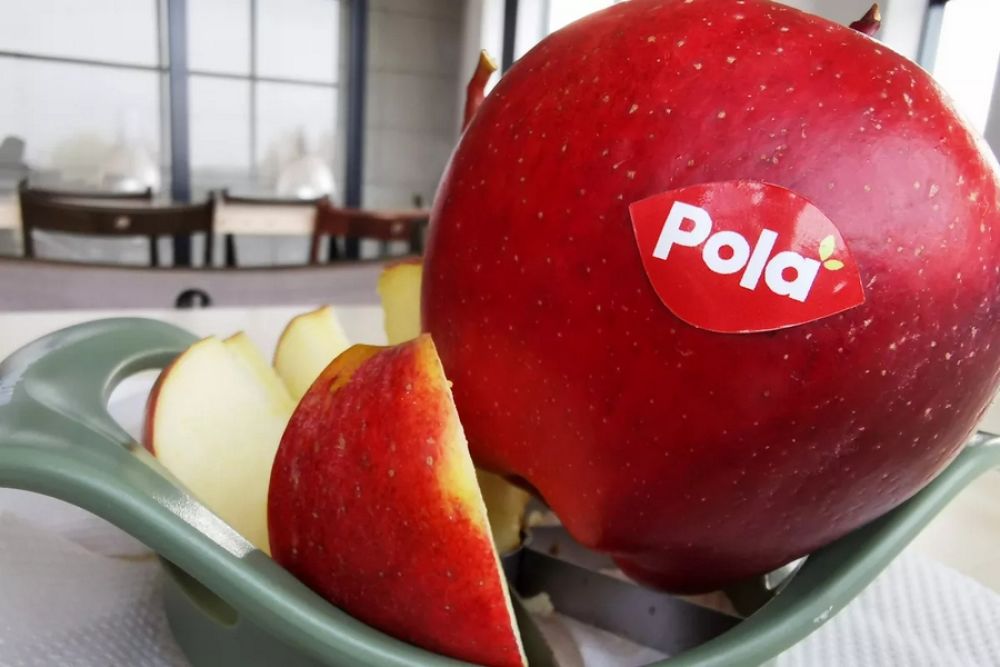 Pola first concept variety in Poland
