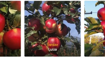 Samb&oacute;a umbrella brand for three new apple varieties