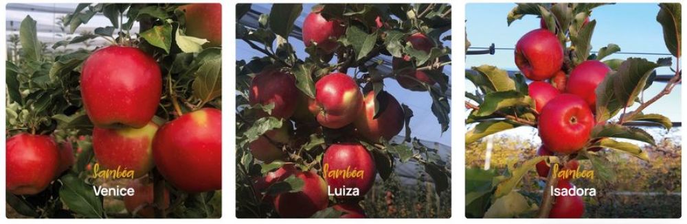 Samb&oacute;a umbrella brand for three new apple varieties