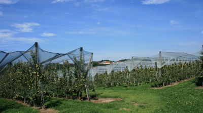 German apple crop 10.3% bigger than ten-year average