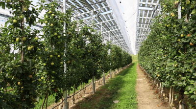 Digitale Agri-PV-Tagung im Obstbau 16. M&auml;rz 2023