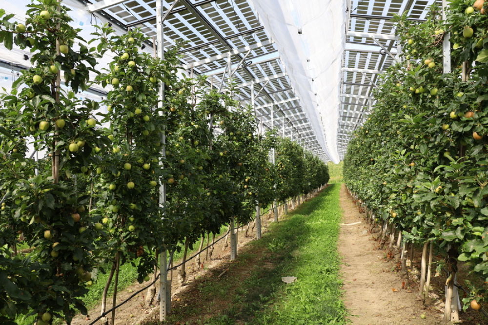 Digitale Agri-PV-Tagung im Obstbau 16. M&auml;rz 2023