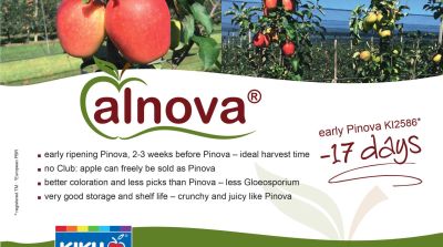 Alnova - Early ripening Pinova