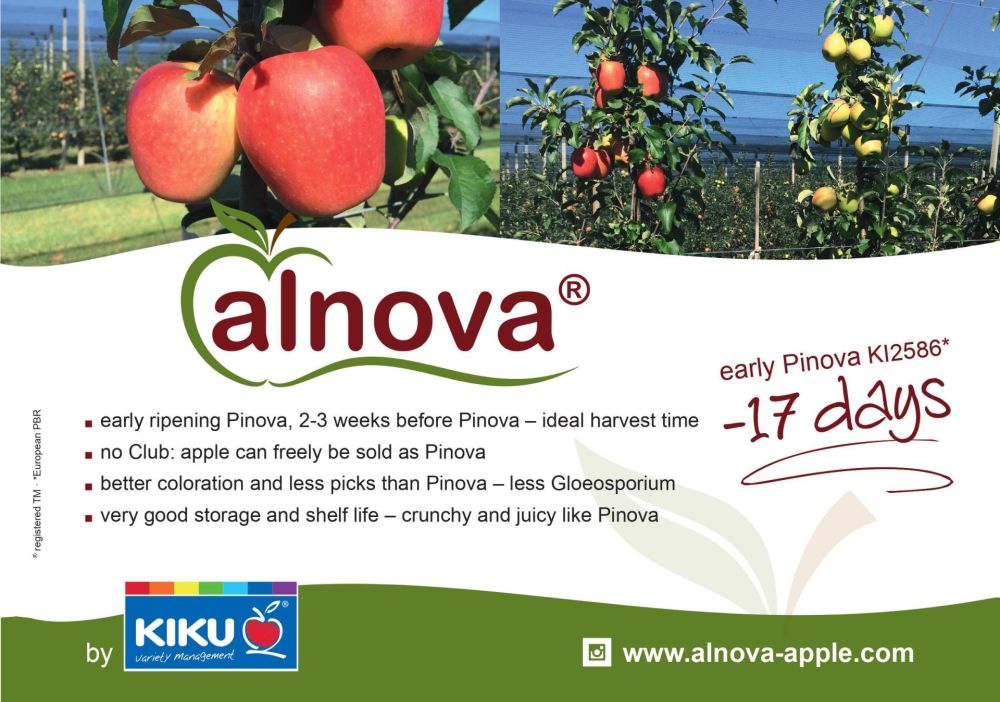 Alnova - Early ripening Pinova