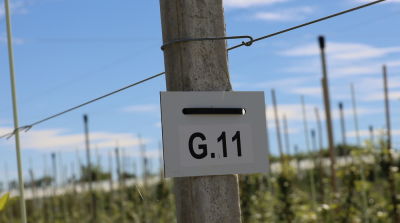 Gute Ergebnisse mit CG.11 in Haidegg