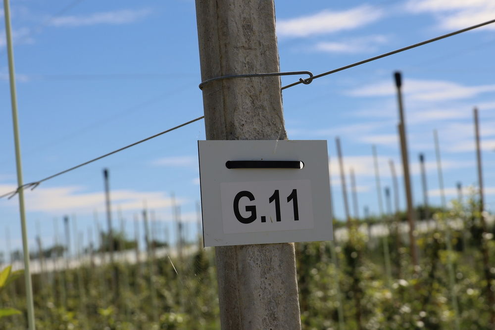 Gute Ergebnisse mit CG.11 in Haidegg