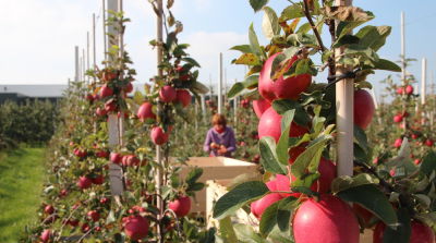 EU appel- en perenoogst naar beneden bijgesteld
