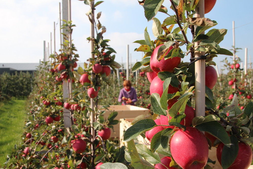 EU appel- en perenoogst naar beneden bijgesteld