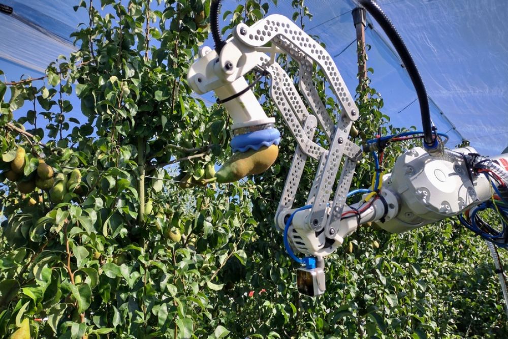 Perengrijper detecteert en oogst vruchten zonder beschadigingen
