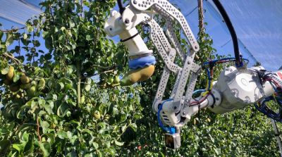 Birnengreifer erkennt Fr&uuml;chte und erntet ohne Besch&auml;digung