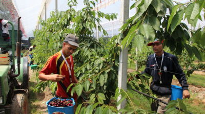 Production costs cherries rising, profitability under pressure