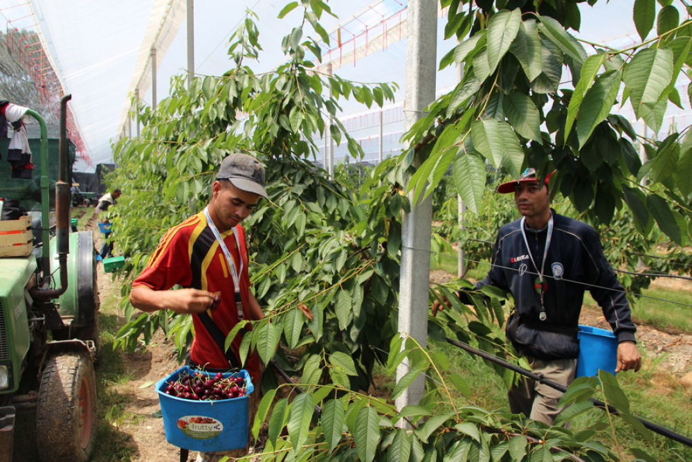 Production costs cherries rising, profitability under pressure