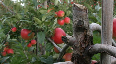 Obstbaumkrebs: ein Problem der gesamten Lieferkette
