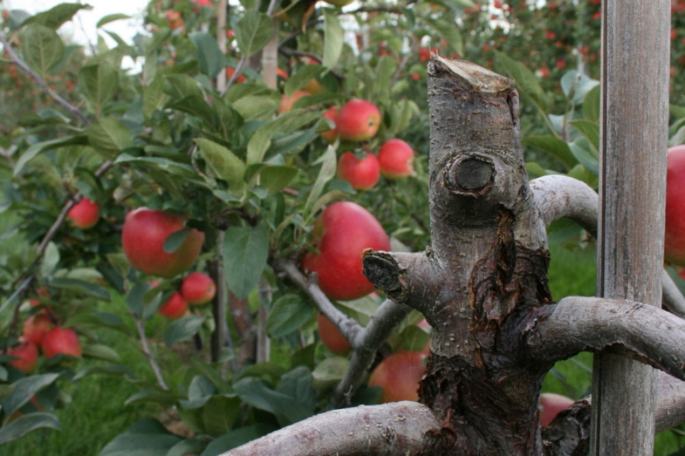 Obstbaumkrebs: ein Problem der gesamten Lieferkette