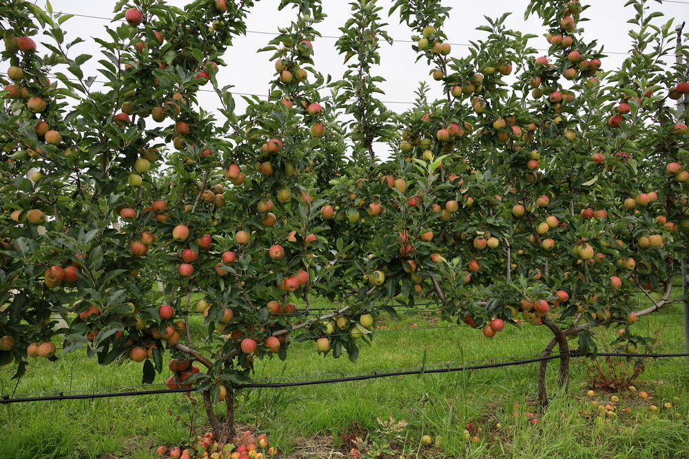 2D-teeltsystemen bij appel