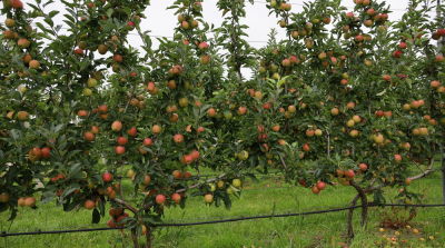 2D training system in apple