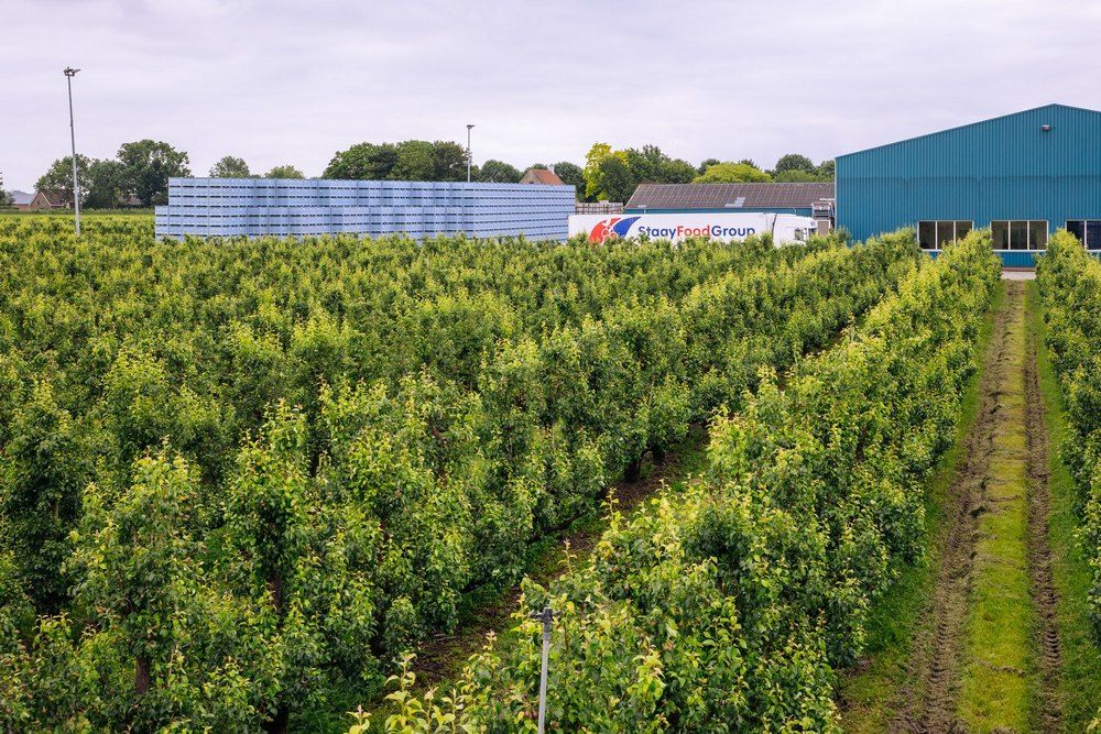 Trading company buys one of the biggest pear growers in the Netherlands