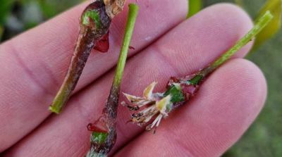 Nachtvorst treft vooral Polen zwaar