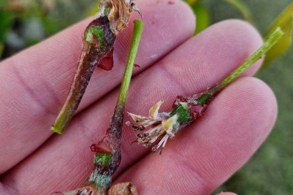 Nachtvorst treft vooral Polen zwaar