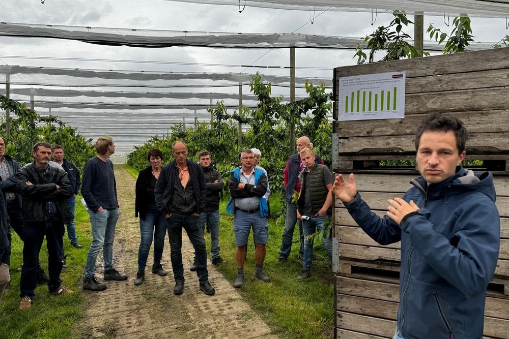 Vruchtzetting zoete kers bevorderen