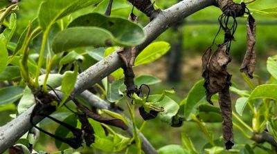 Pseudomonas reduceert Belgische perenoogst