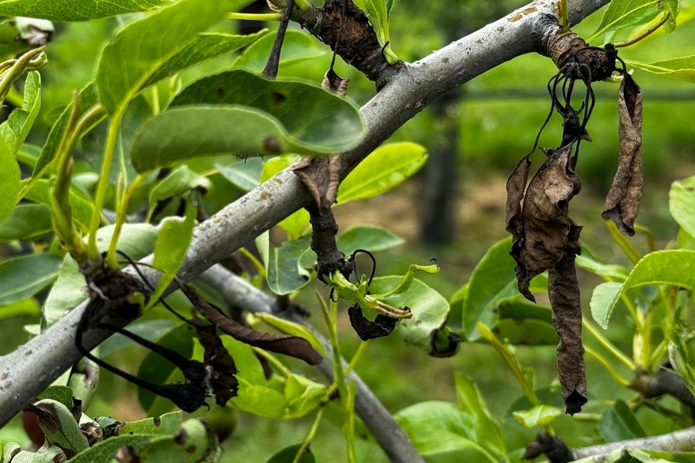 Pseudomonas dezimiert belgische Birnenernte
