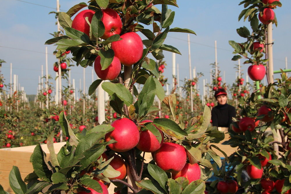 Kleine europ&auml;ische Ernte von &Auml;pfeln und Birnen erwartet