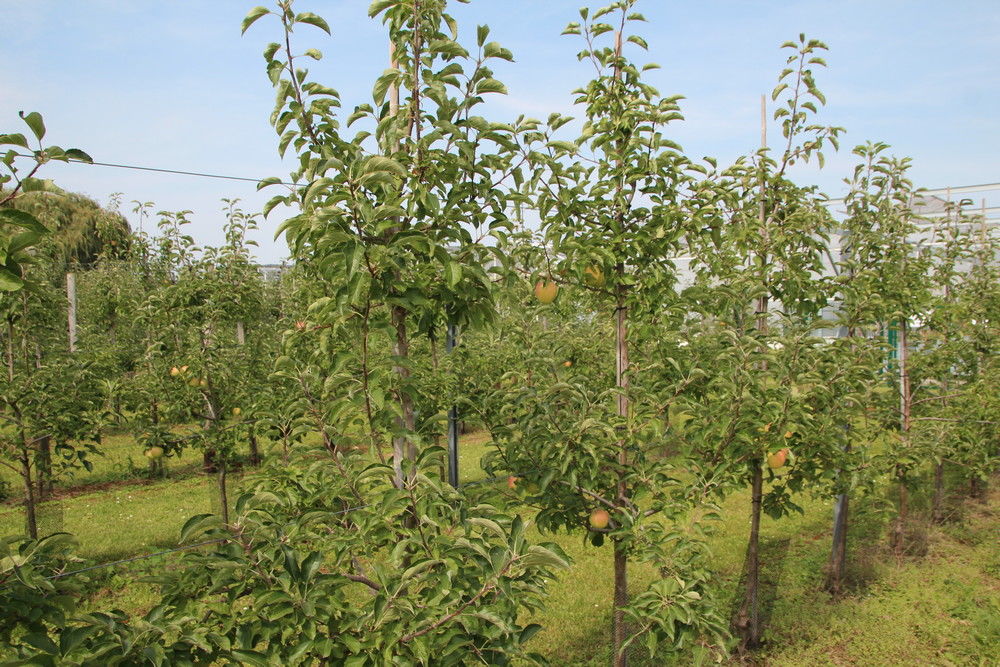 77 million of EU aid for spring frost damage