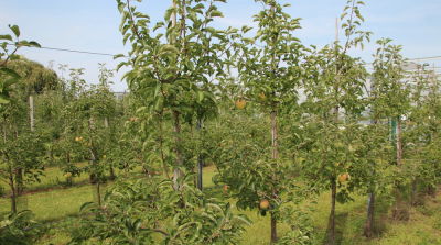 77 Mio. Euro EU-Krisenhilfe wegen Bl&uuml;tenfrostsch&auml;den