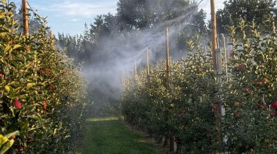 Benebelung von B&auml;umen zum K&uuml;hlen