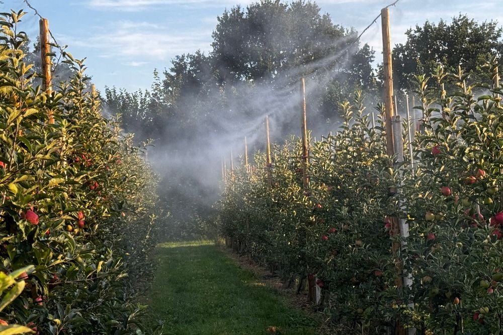 Benebelung von B&auml;umen zum K&uuml;hlen