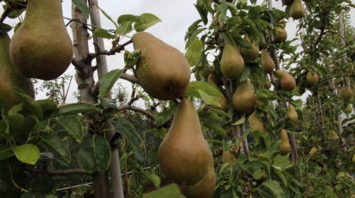 1.000 ha Abate Fetel in den Niederlanden und Belgien