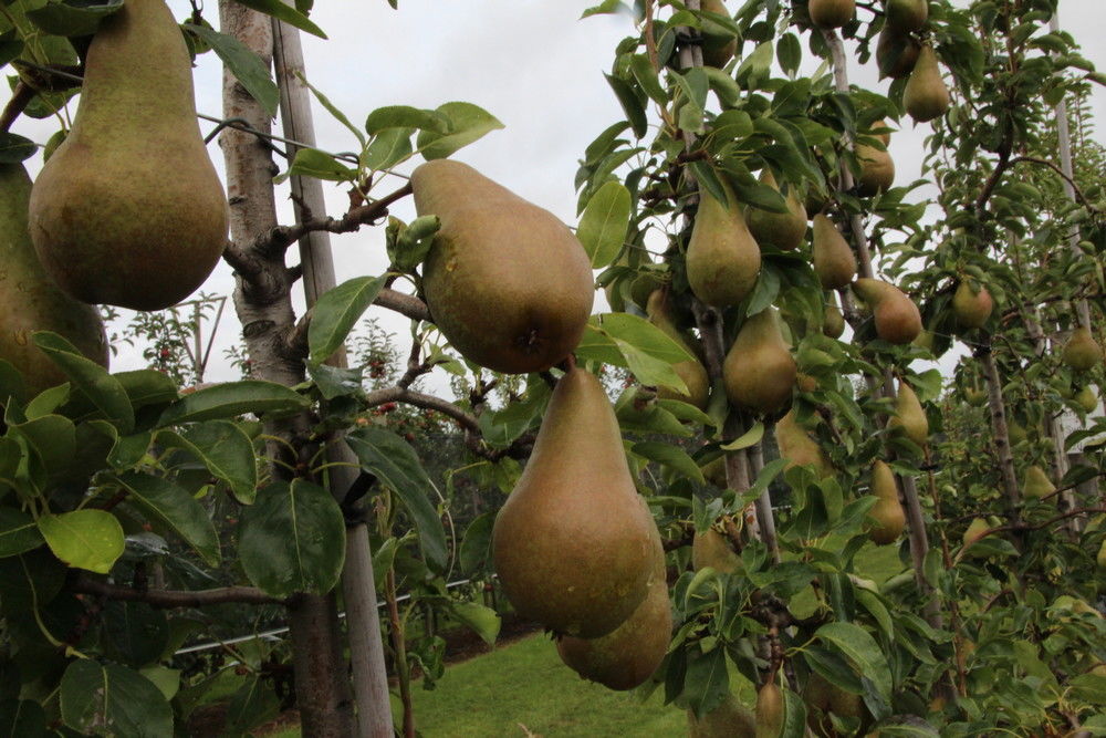 1.000 ha Abate Fetel in Nederland en Belgi&euml;