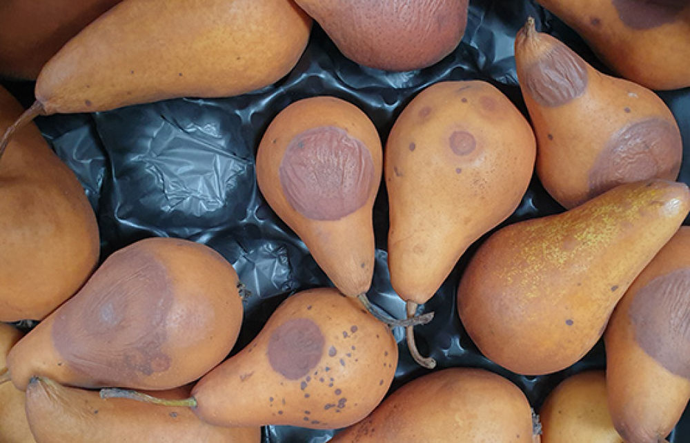 Bull&rsquo;s eye rot in pears