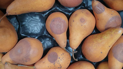 Lenticelrot bij peren