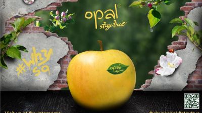 Rekordernte apfel-Clubsorte opal&reg;