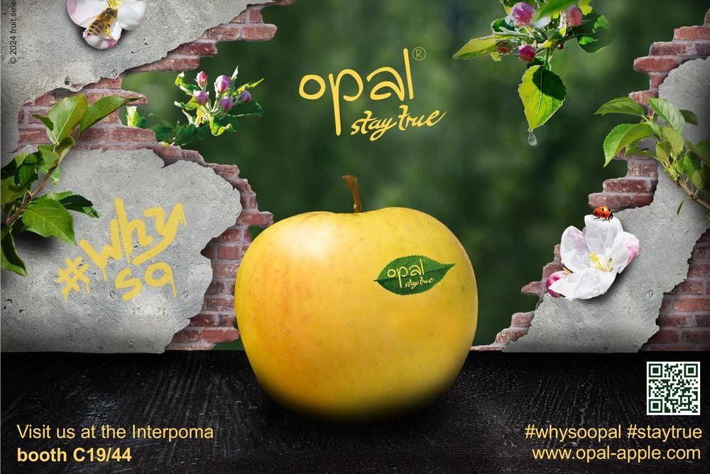 Rekordernte apfel-Clubsorte opal&reg;