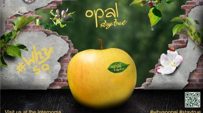 Record-oogst appelclubras opal&reg;