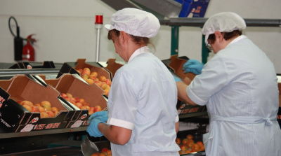 Europ&auml;ische Ernteprognose f&uuml;r Aprikosen