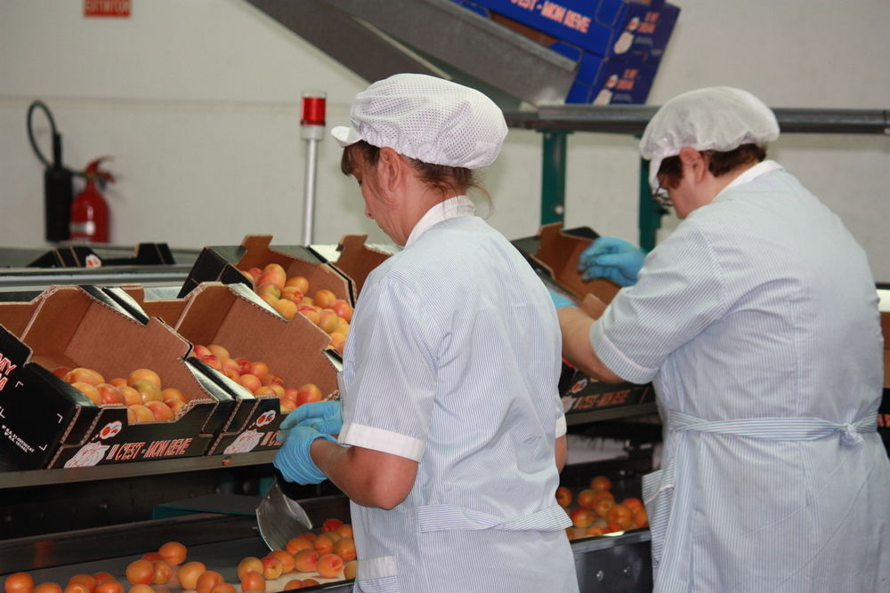 European crop estimate for apricots