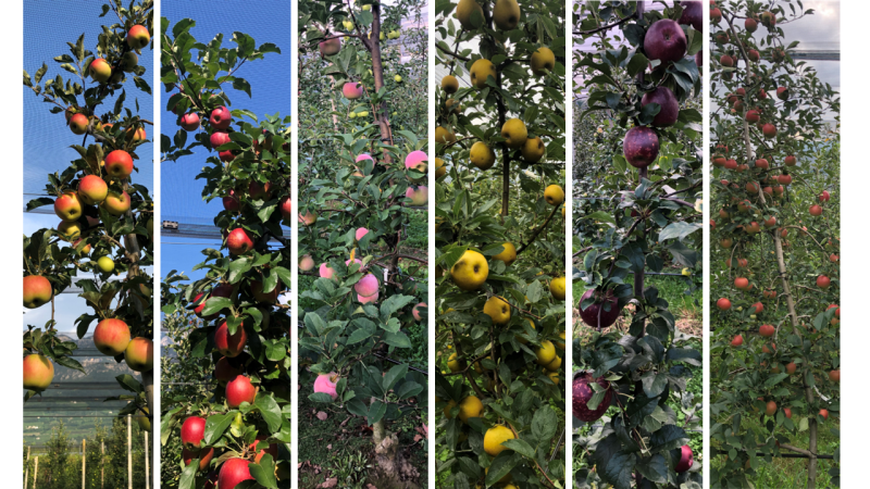 In search of the healthiest apple varieties