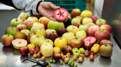 Op zoek naar de gezondste appelrassen