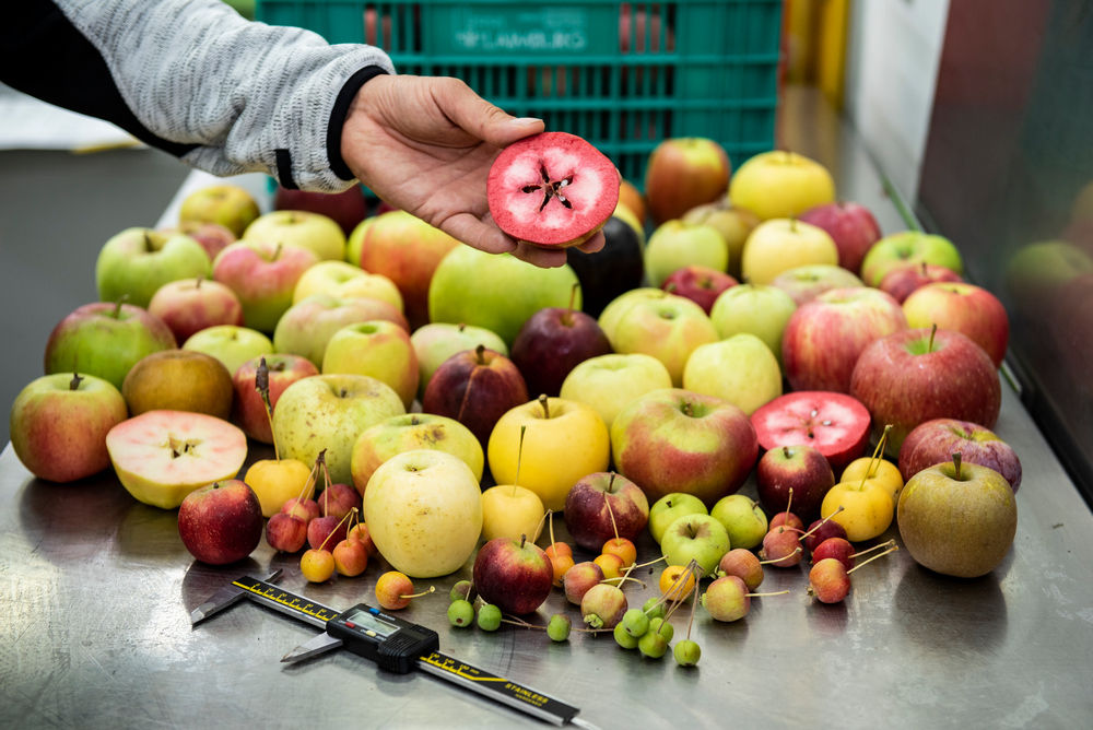 Op zoek naar de gezondste appelrassen