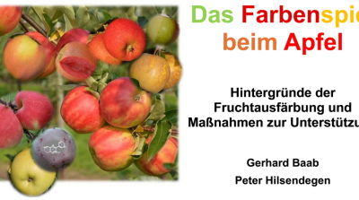 Das Farbenspiel beim Apfel