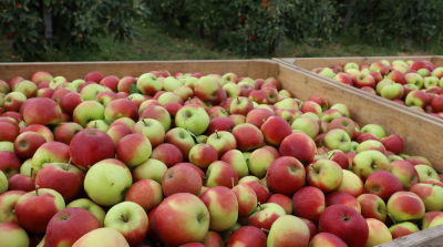 Nur 7 statt 10,46 Millionen Tonnen &Auml;pfel in der EU