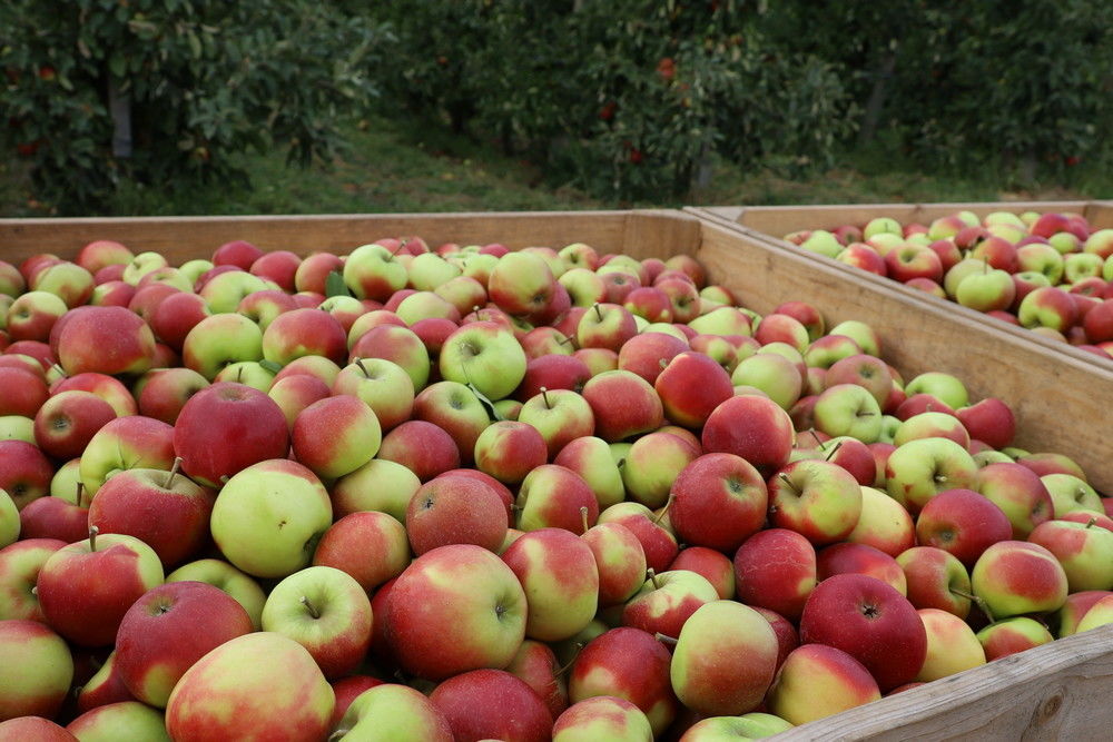 No 10.46 but only 7 million tonnes of apples in the EU