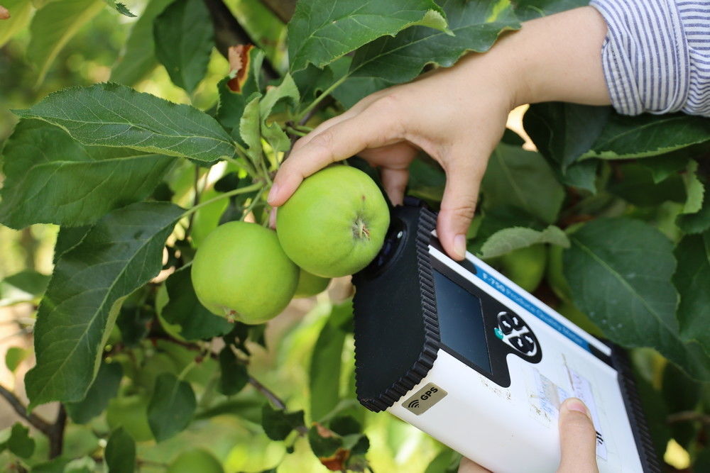 Measuring the moisture content on the fruits