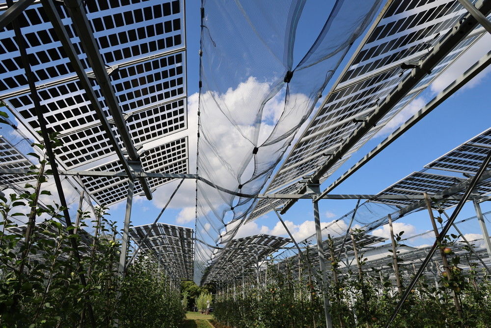 Research into growing under solar panels