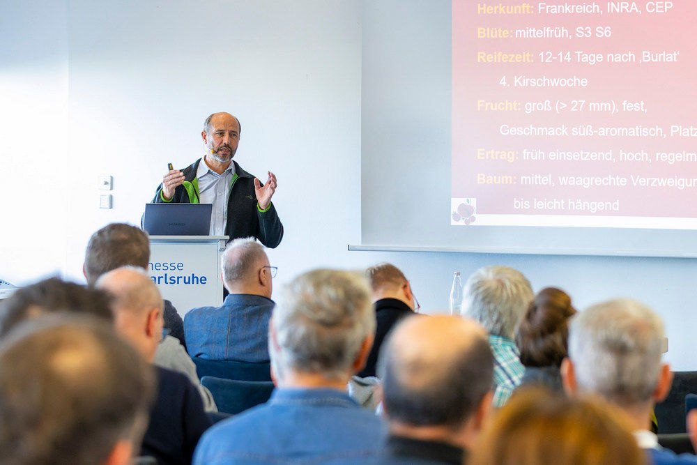 Viele gro&szlig;e Kirschen von schmalen B&auml;umen &ndash; Vor- und Nachteile von Anbausystemen im Vergleich